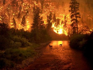Forest-Fire-21