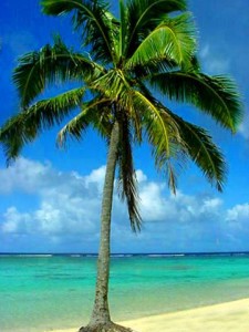 Palm-Tree